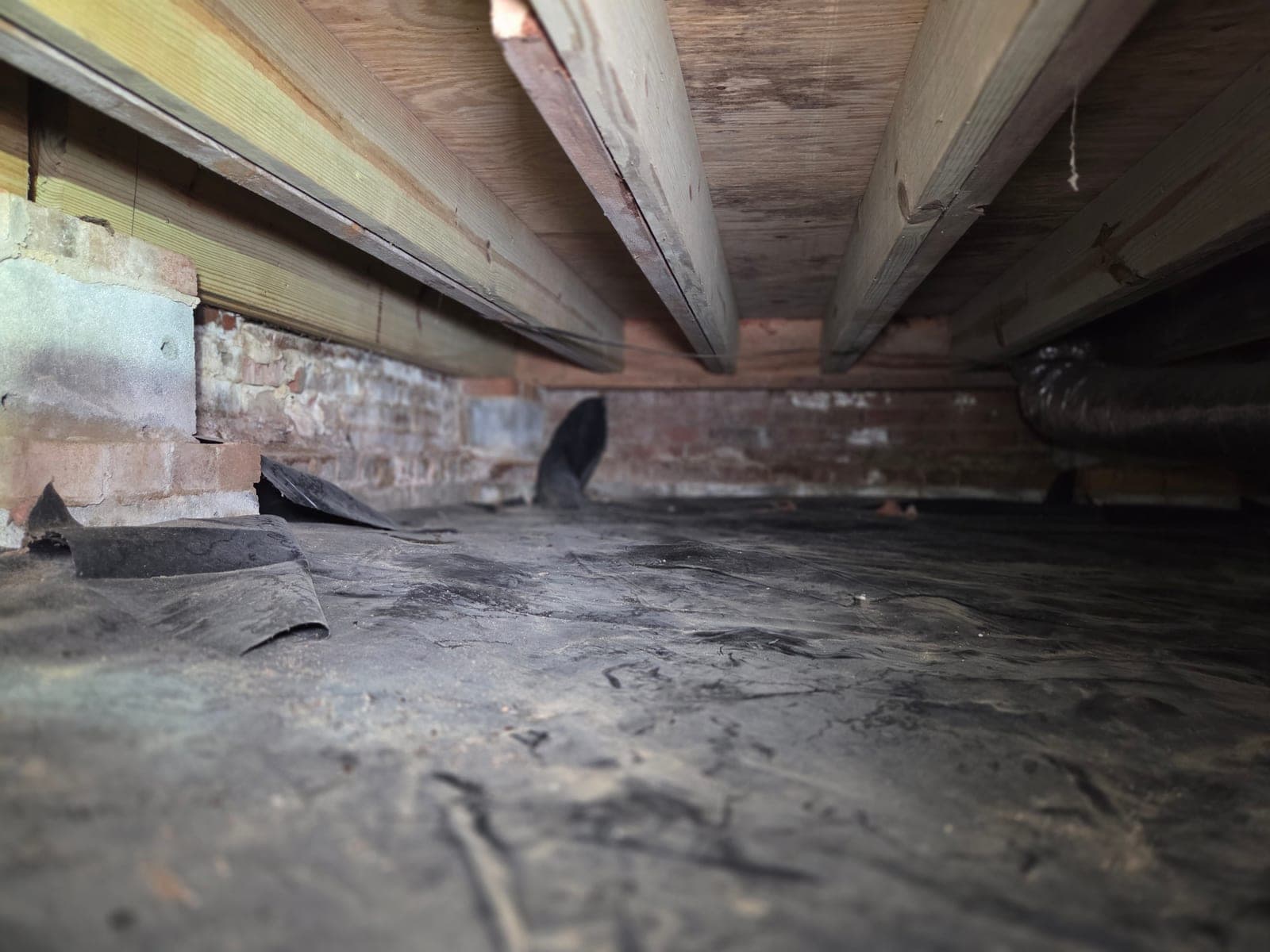 Crawl Space, before Carolux started